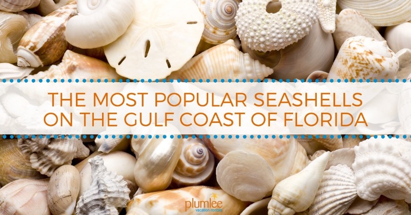 The Most Popular Seashells on the Gulf Coast of Florida